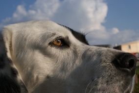 dog face close-up