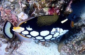 exotic clown triggerfish in an aquarium