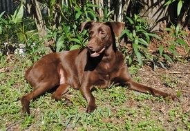 purebred brown dog on green grass