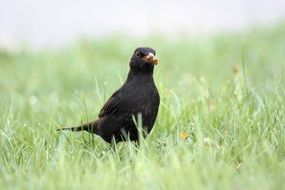 wild bird with worm in beak