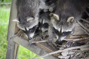 cute raccoons