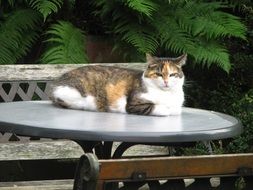 Colorful, beautiful and cute cat on the table