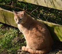 sitting cat in spring garden