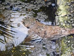 Crocodile in Dominican Republic