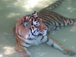 striped tiger lies in a pond