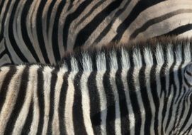 closeup zebra skin