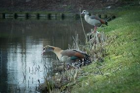 multicolored ducks on the shore of the pond