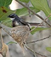 closeup photo of white-throated fantail flycatcher bird in the nest