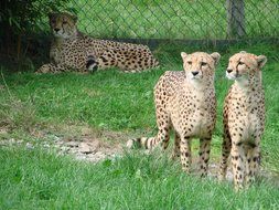 Wild cheetahs on grass