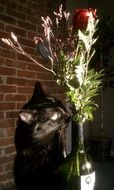 Cat near Vase with Rose flower
