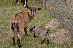 farm Cute goats on the grass in spring