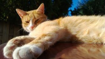 lazy ginger domestic cat