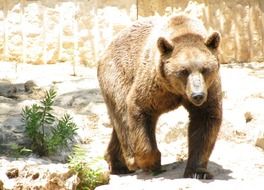 wild Grizzly Brown Bear