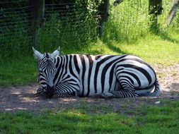denmark Zebra