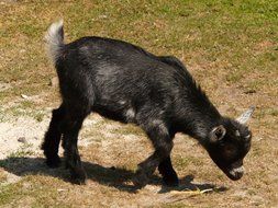 black domestic goat on a pasture on a farm