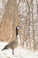 enticing Canada Goose