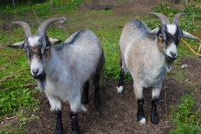 Swedish Goats