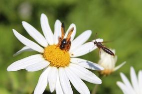 bees pollinating daisy flower