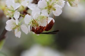 macro photo of wasp on a Plum Flowers