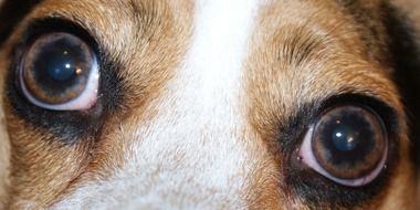 Eyes Dog Close Up