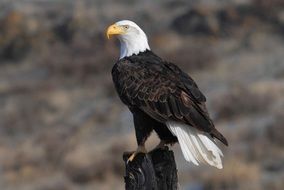 bald eagle among nature