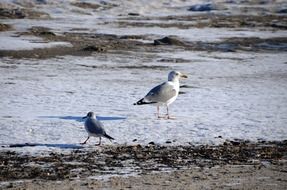 gulls in the winter on the Baltic Sea