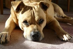 brown dog lying on the ground