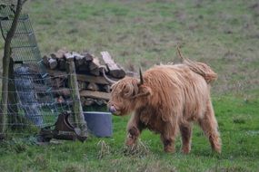 Cow on highlands