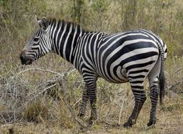 beautiful and cute Zebra Africa