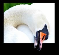 white gorgeous Swan Close Portrait