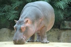 Hippo in the zoo