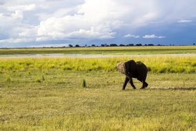 young african elephant