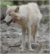 grey european wolf