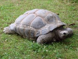 Big Giant Tortoise