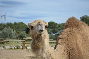 portrait of a camel on a sunny day
