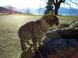 tabby domestic cat outdoor