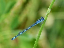 blue dragonfly on the green stem