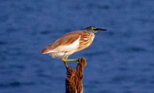 perched indian pond heron