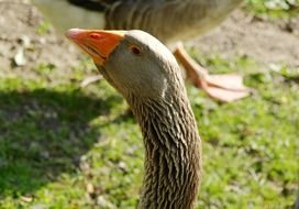 brown goose with orange beak