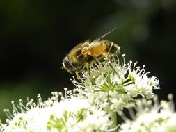 bee collecting honey