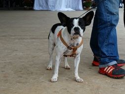Beautiful and cute black and white French Bulldog on the sand