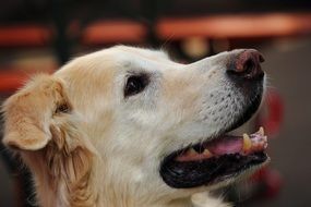 golden retriever profile