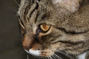 face of domestic cat with big eyes close up