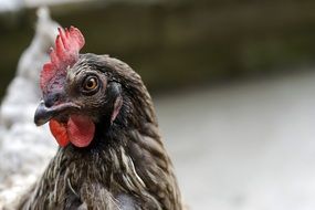 Chicken Bird at farm closeup