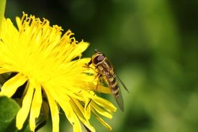 bee on the yellow Dandelion