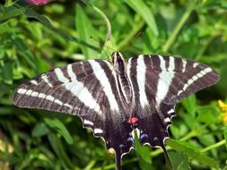 black and white scarce swallowtail