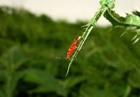 red beetle on a prickly plant