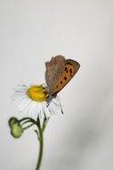 wonderful Butterfly Macro photo