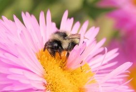 bee collects pollen from Aster