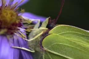 gonepteryx rhamni on the purple flower